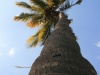Palme in den Himmel